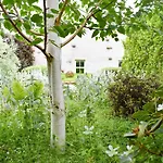 Yew Tree