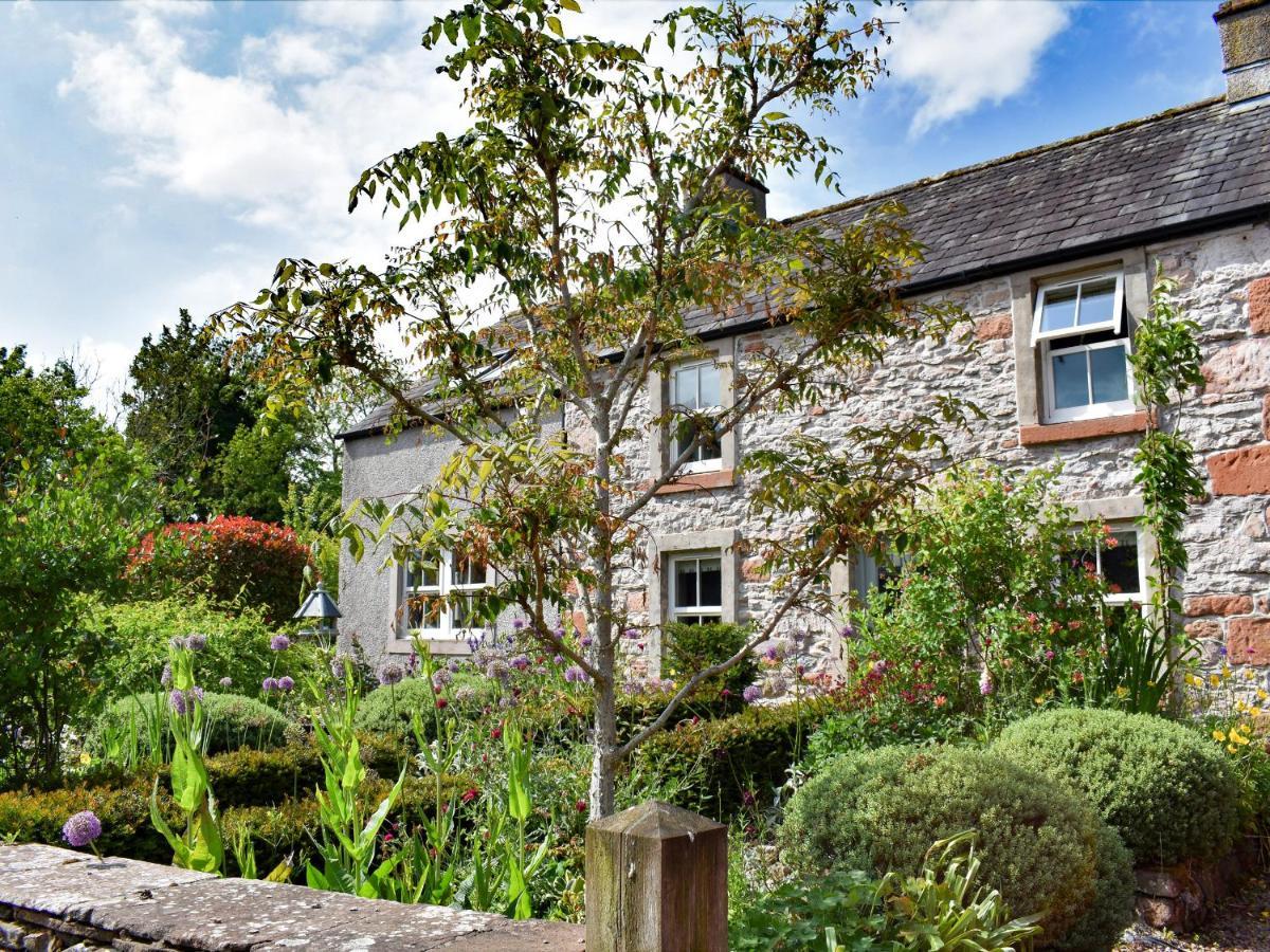 Yew Tree *