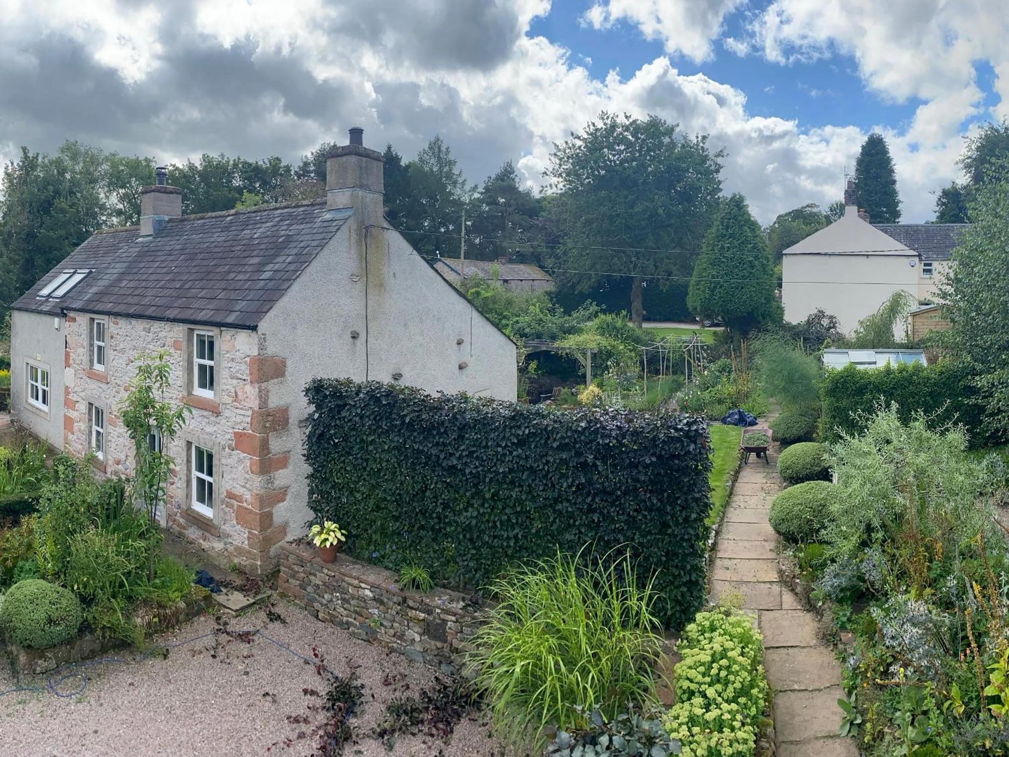 Yew Tree *