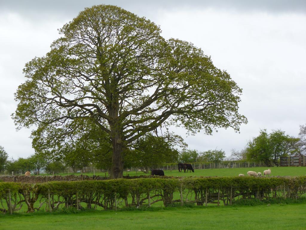 The Ginney Country