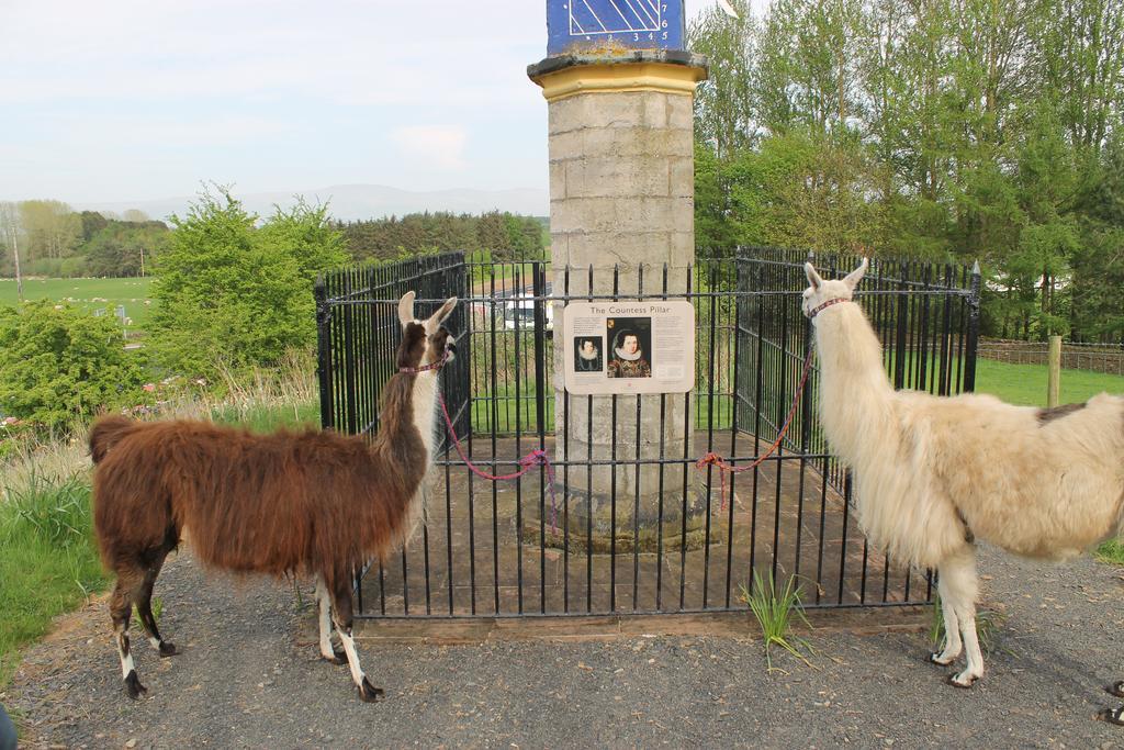 Bed & Breakfast Llamas Pyjamas Penrith