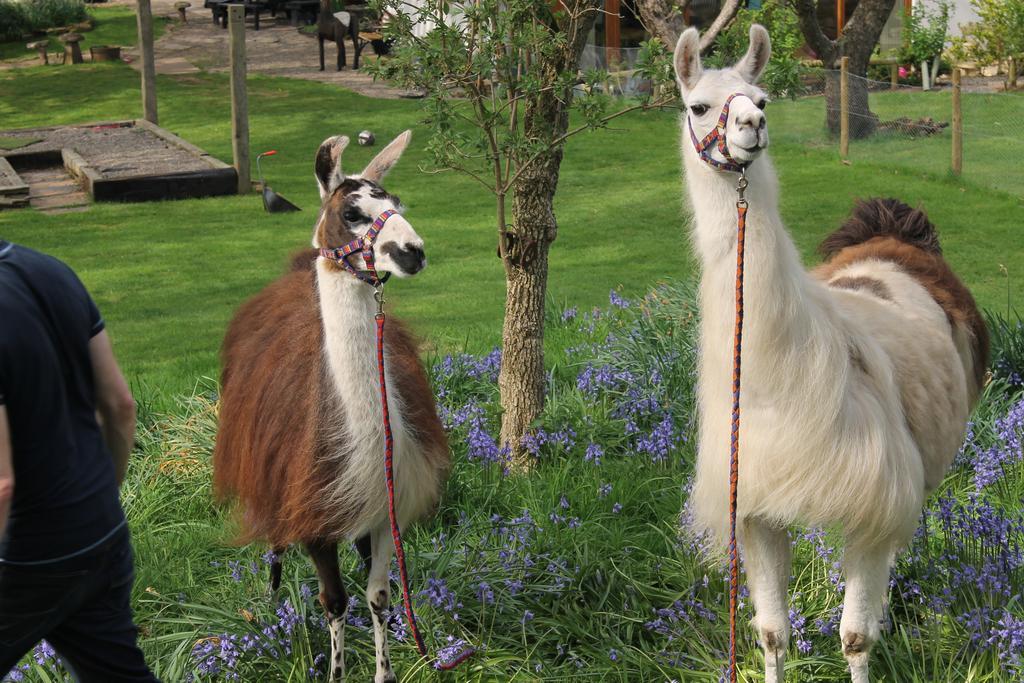 Llamas Pyjamas Penrith